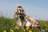 SHIH TZU 298